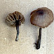 Entoloma poliopus