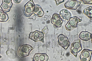 : Entoloma poliopus