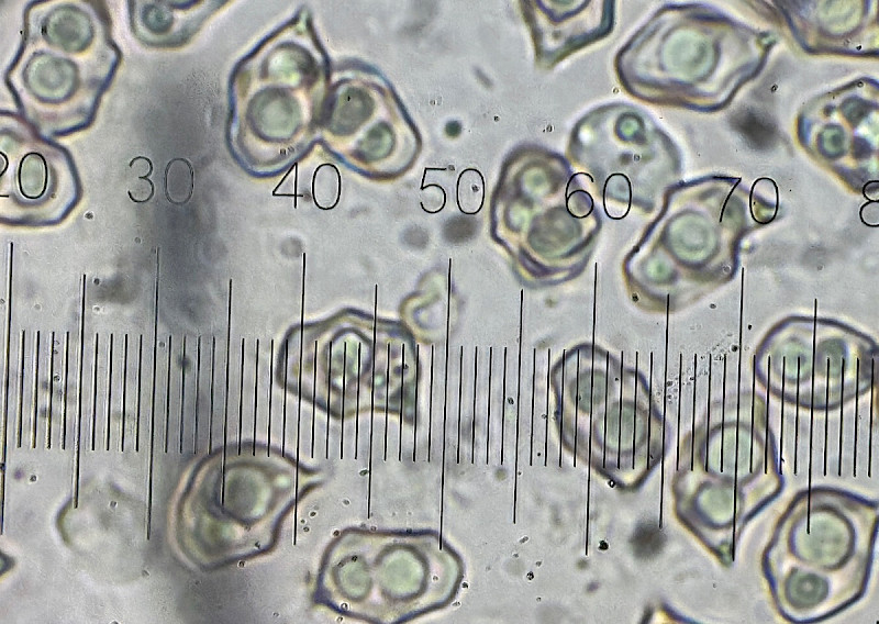 Entoloma poliopus - &copy; Charles Hipkin