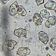 Entoloma poliopus