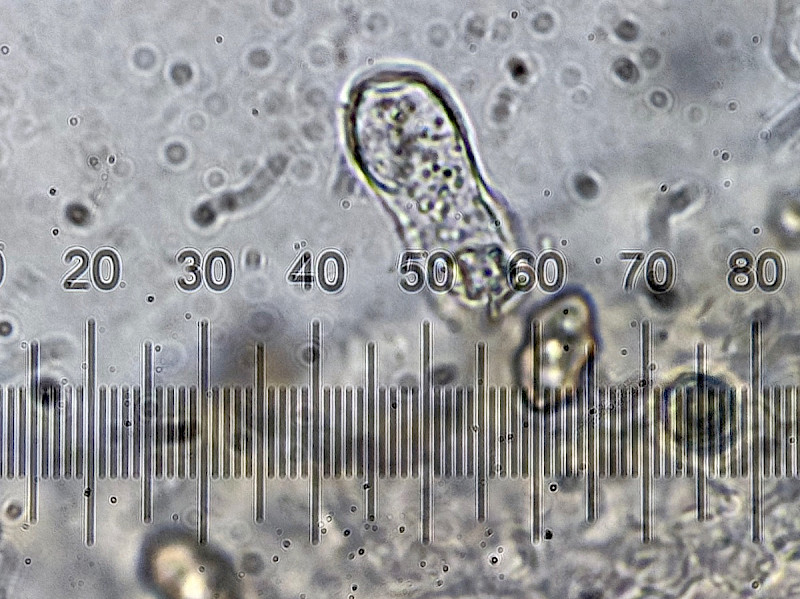 Entoloma poliopus - &copy; Charles Hipkin