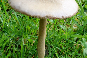 Volvopluteus gloiocephalus Stubble Rosegill