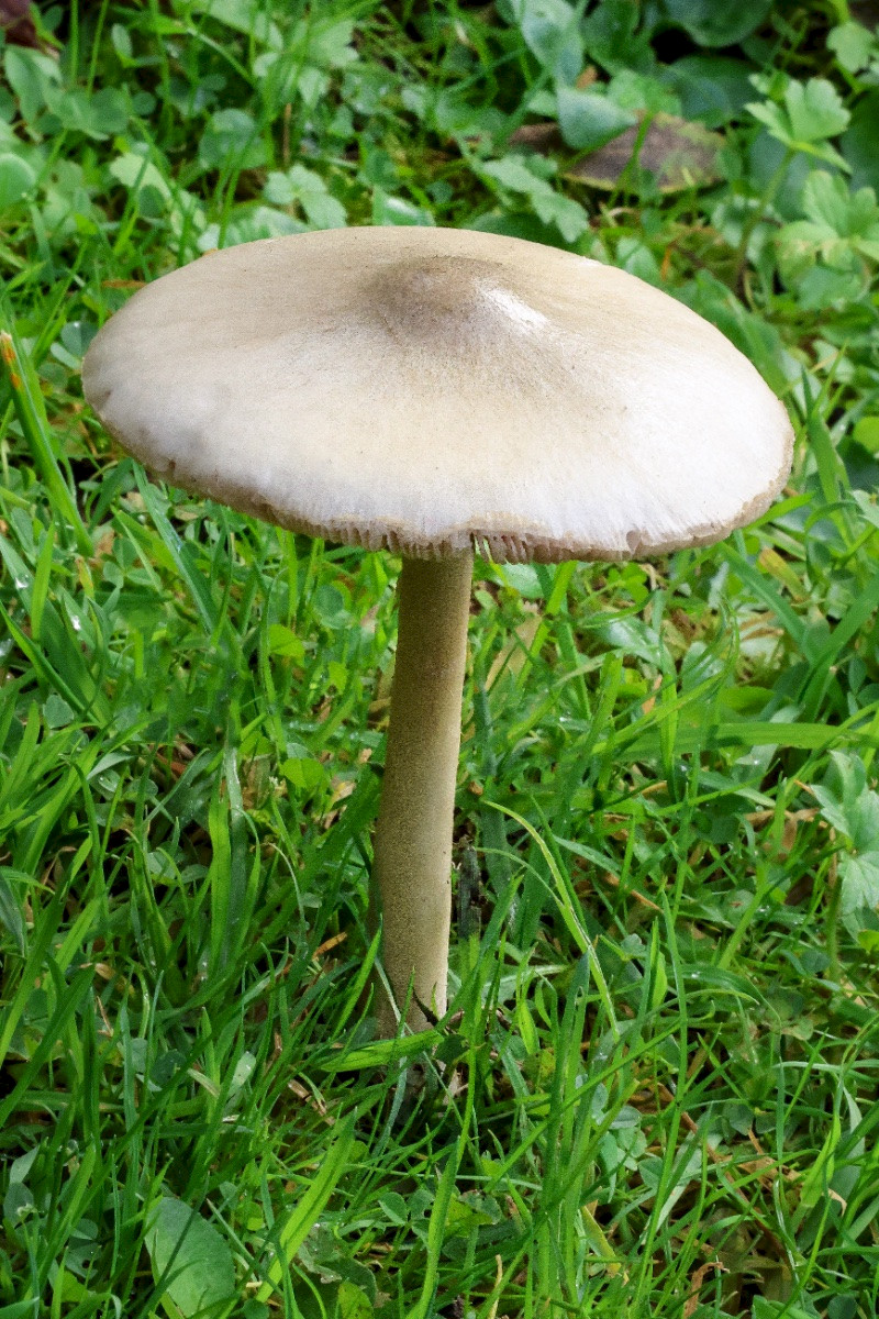 Volvopluteus gloiocephalus - &copy; Charles Hipkin