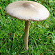 Volvopluteus gloiocephalus
