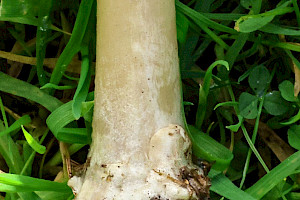 Stubble Rosegill: Volvopluteus gloiocephalus