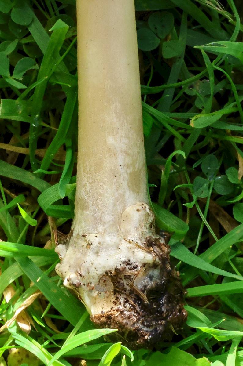 Volvopluteus gloiocephalus - &copy; Charles Hipkin