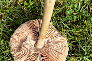 Stubble Rosegill: Volvopluteus gloiocephalus