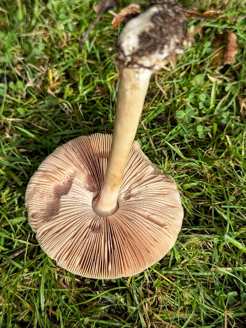 Volvopluteus gloiocephalus - &copy; Charles Hipkin