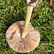 Volvopluteus gloiocephalus