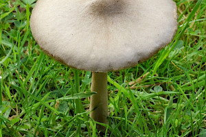 Stubble Rosegill: Volvopluteus gloiocephalus