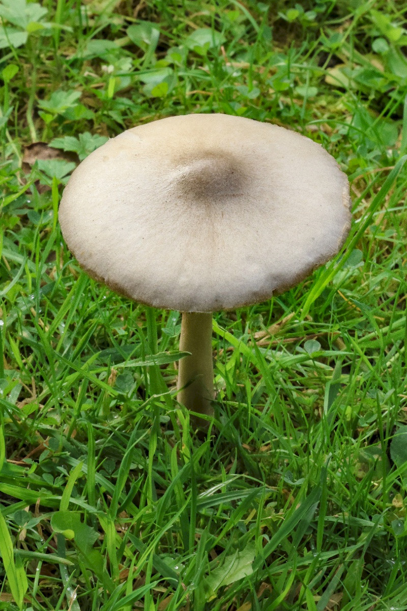 Volvopluteus gloiocephalus - &copy; Charles Hipkin