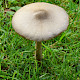 Volvopluteus gloiocephalus