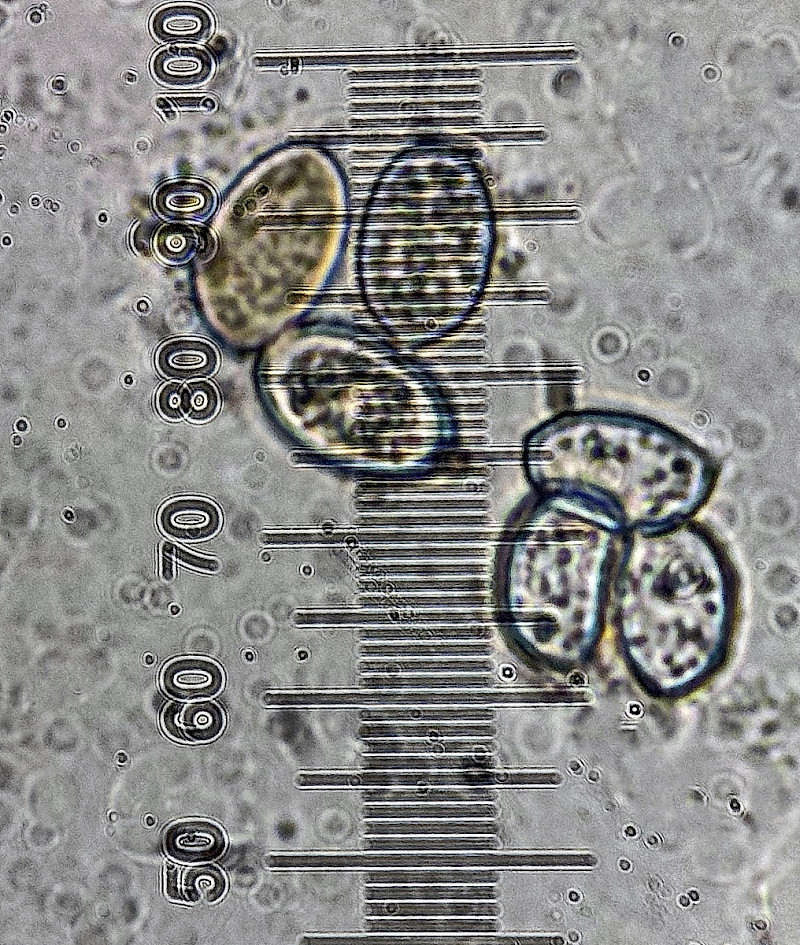 Volvopluteus gloiocephalus - &copy; Charles Hipkin