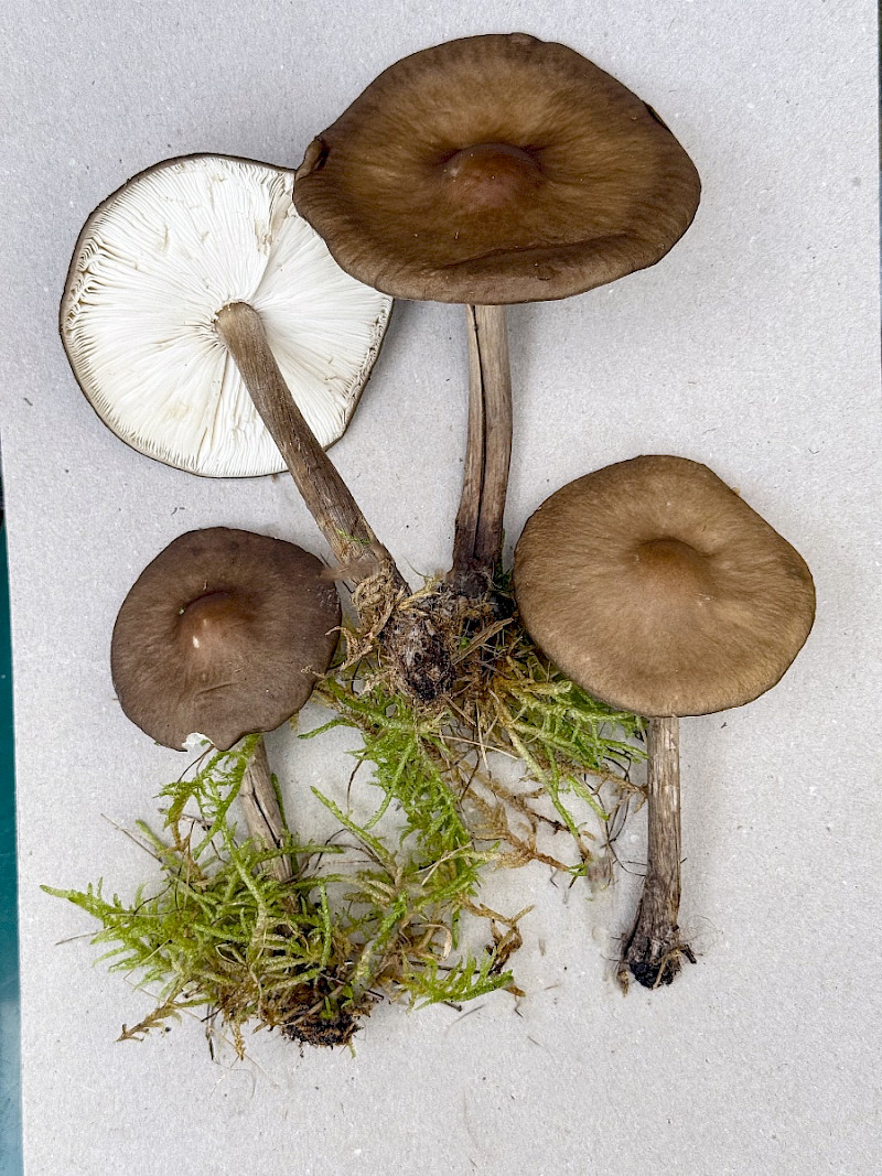 Melanoleuca polioleuca - &copy; Charles Hipkin