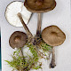 Melanoleuca polioleuca
