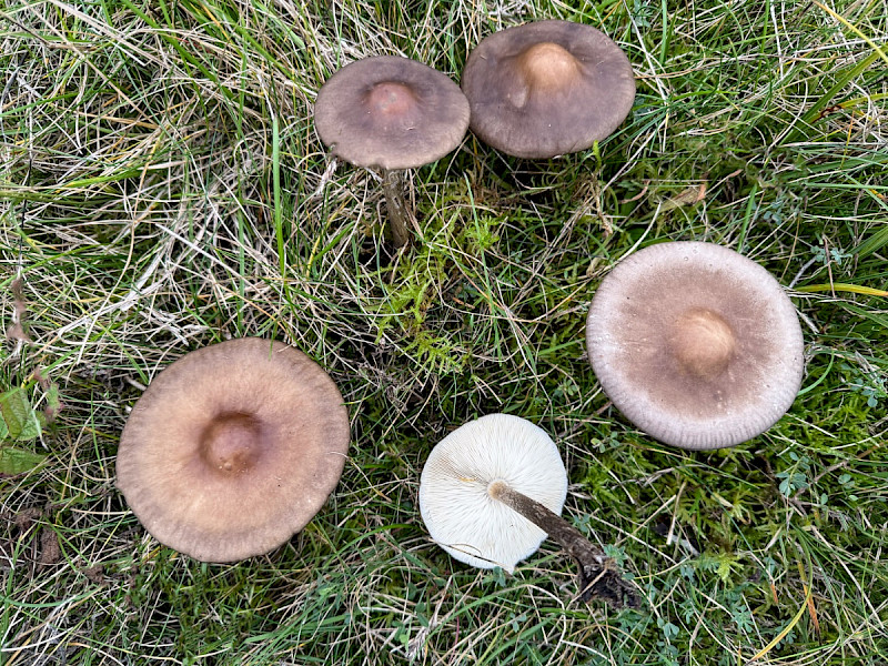 Melanoleuca polioleuca - &copy; Charles Hipkin