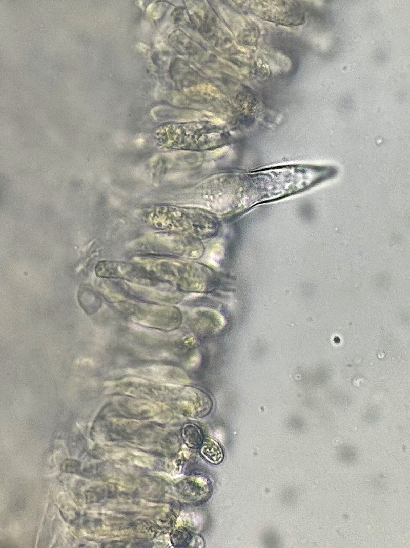 Melanoleuca polioleuca - &copy; Charles Hipkin