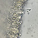 Melanoleuca polioleuca