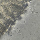 Melanoleuca polioleuca