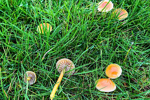 Parrot Waxcap: Gliophorus psittacinus