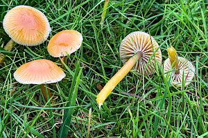 Gliophorus psittacinus Parrot Waxcap