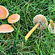 Gliophorus psittacinus