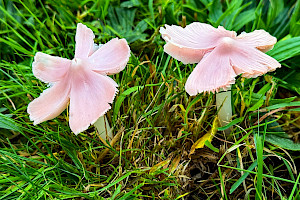 : Hygrocybe calyptriformis