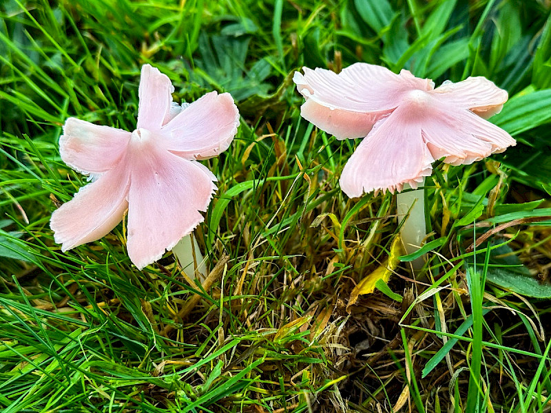 Hygrocybe calyptriformis - &copy; Charles Hipkin