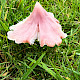 Hygrocybe calyptriformis