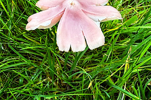 : Hygrocybe calyptriformis