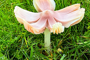 Hygrocybe calyptriformis 