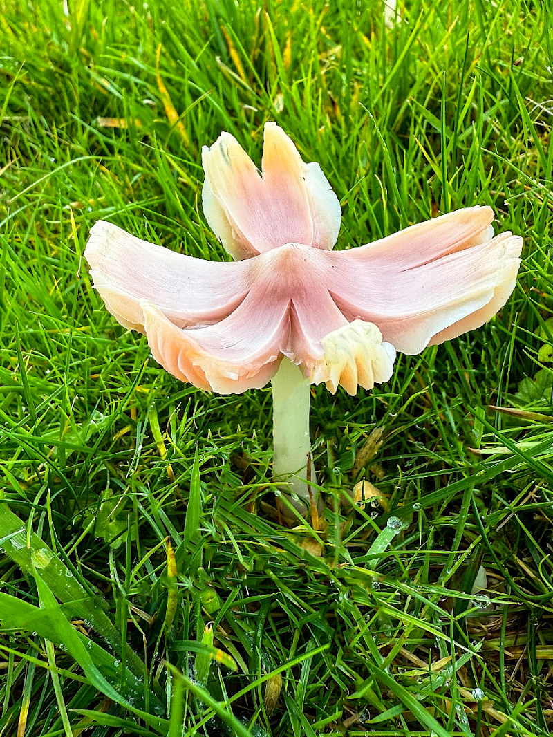 Hygrocybe calyptriformis - &copy; Charles Hipkin