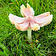 Hygrocybe calyptriformis