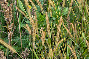 Setaria pumila Yellow Bristle-grass
