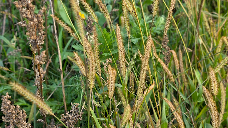 Setaria pumila - &copy; Barry Stewart