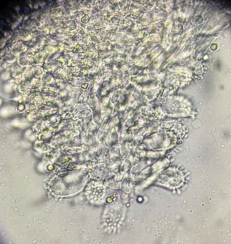 Mycena metata - &copy; Charles Hipkin