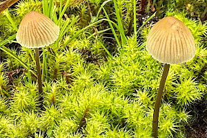 Mycena metata 