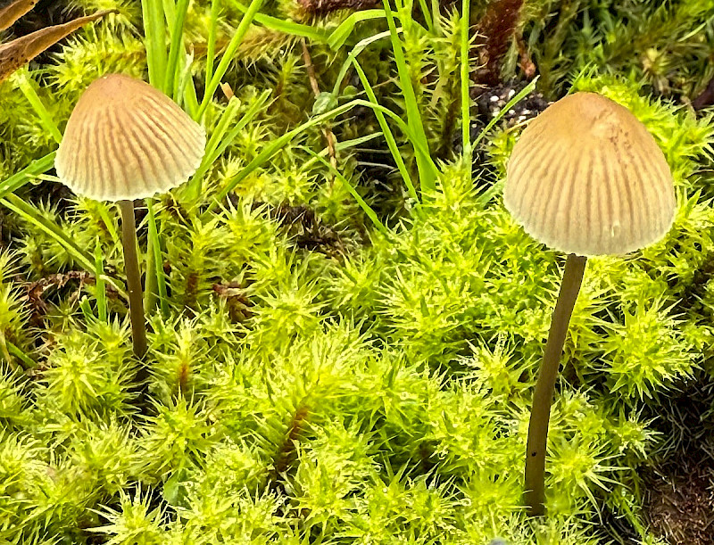 Mycena metata - &copy; Charles Hipkin