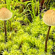 Mycena metata