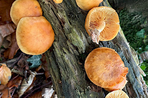 Gymnopilus penetrans Common Rustgill