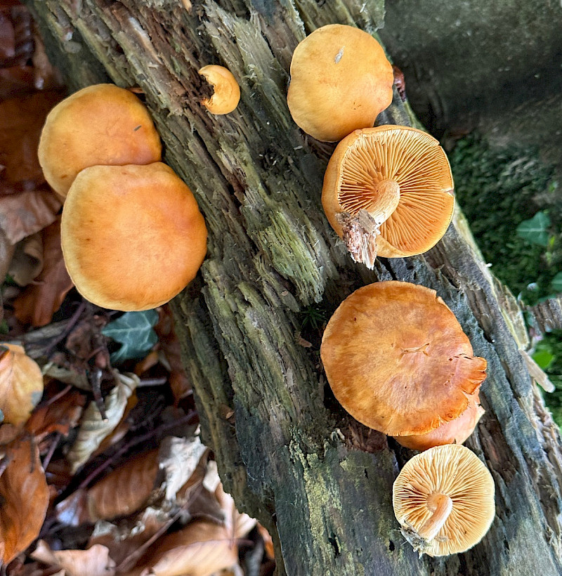 Gymnopilus penetrans - &copy; Charles Hipkin