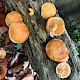Gymnopilus penetrans