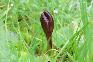 Deceptive Earthtongue: Geoglossum fallax