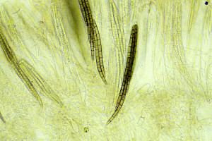 Deceptive Earthtongue: Geoglossum fallax