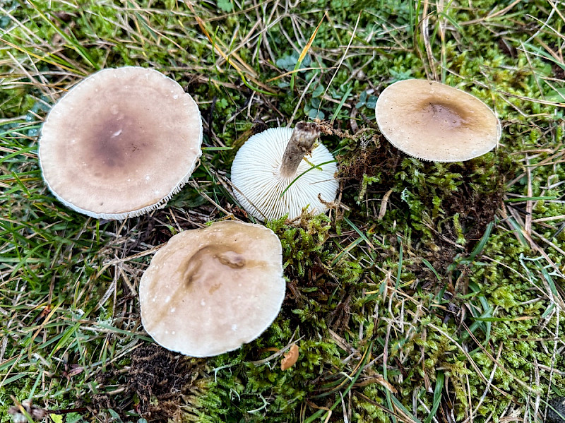 Melanoleuca brevipes - &copy; Charles Hipkin