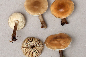 Stunted Cavalier: Melanoleuca brevipes