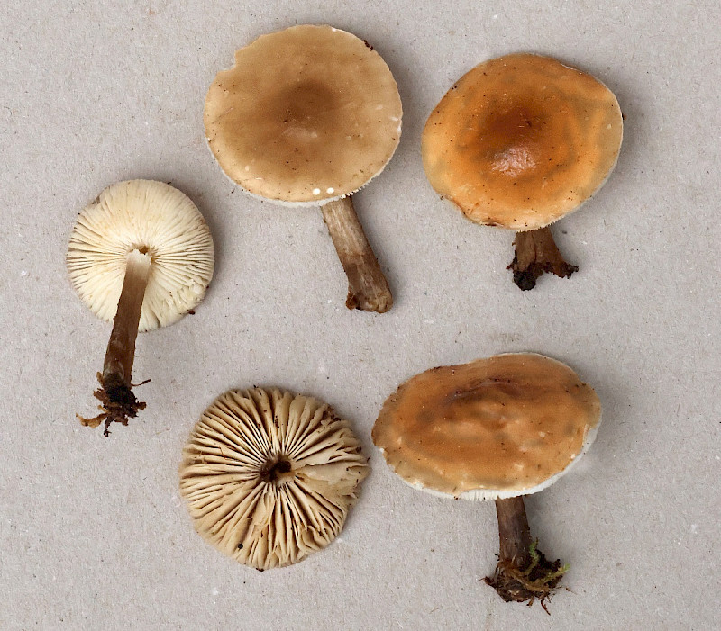 Melanoleuca brevipes - &copy; Charles Hipkin