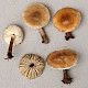 Melanoleuca brevipes