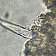 Melanoleuca brevipes