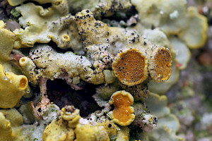 Sphaerellothecium parietinarium 